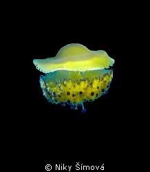 Jellyfish by Niky Šímová 
